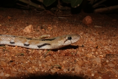 Coelognathus helena