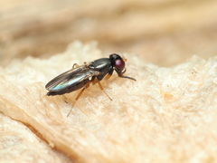 Heteromeringia nitida