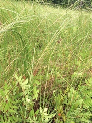 Carex lasiocarpa