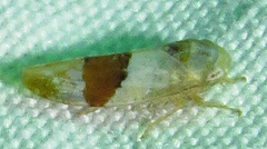 Norvellina seminuda