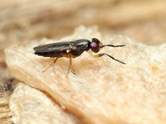 Heteromeringia nitida