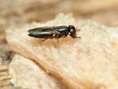 Heteromeringia nitida