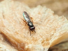 Heteromeringia nitida