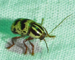 Cryptocephalus leucomelas