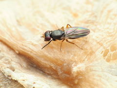 Heteromeringia nitida