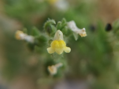Linaria arenaria