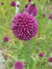 Allium