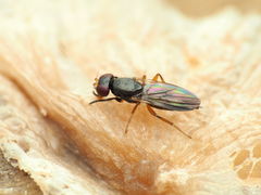 Heteromeringia nitida