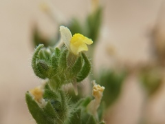 Linaria arenaria