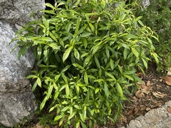 Tabernaemontana citrifolia