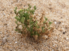 Linaria arenaria