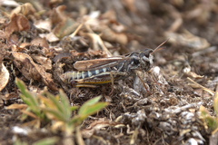 Gomphocerus sibiricus sibiricus