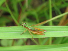 Dichromorpha elegans