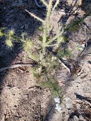 Cnidoscolus maculatus