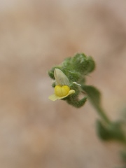 Linaria arenaria