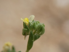 Linaria arenaria