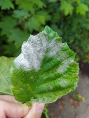 Erysiphe corylacearum