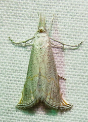 Haimbachia squamulellus