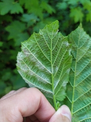 Erysiphe corylacearum