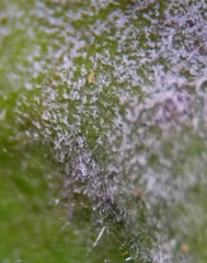 Erysiphe corylacearum