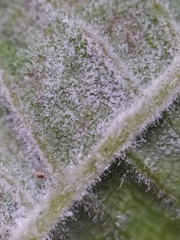 Erysiphe corylacearum