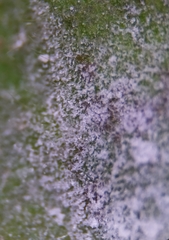 Erysiphe corylacearum