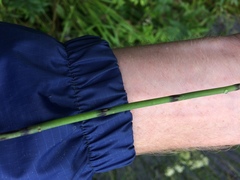 Equisetum fluviatile