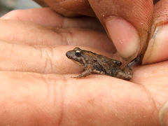 Pseudopaludicola falcipes