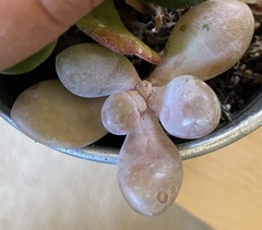 Pachyphytum