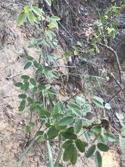 Lespedeza stuevei