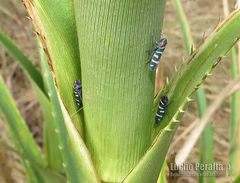 Balacha melanocephala