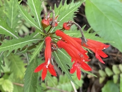 Siphocampylus leptophyllus