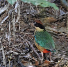 Pitta versicolor