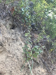 Lespedeza stuevei