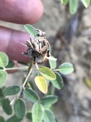 Lespedeza stuevei