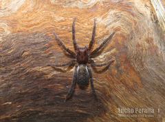 Asthenoctenus borellii