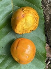Pouteria hotteana