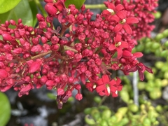 Pinochia corymbosa