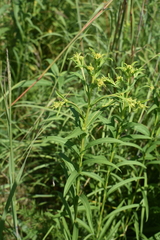 Solidagininae