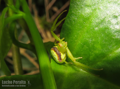 Misumenops callinurus