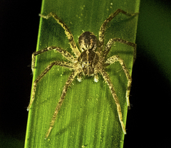 Ornodolomedes