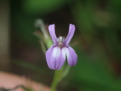 Lobelia urens