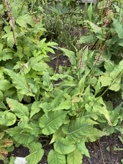 Bistorta officinalis