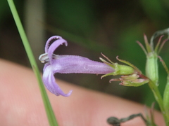 Lobelia urens