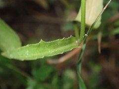 Lobelia urens