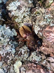 Macrodactylus subspinosus