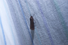 Virbia laeta