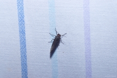 Virbia laeta