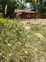 Setaria viridis major