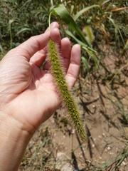 Setaria viridis major